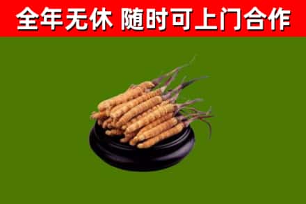宜丰回收冬虫夏草