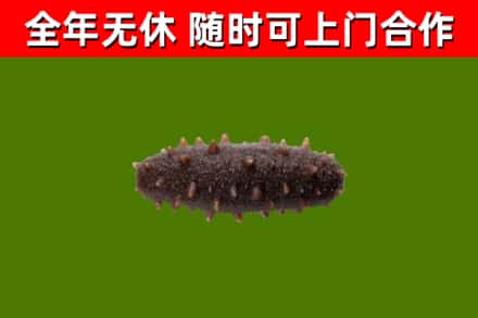 宜丰回收海参干